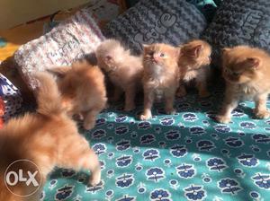 Doll Face Kittens, ONE month Old! contact Asap