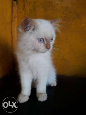 Doll face male kitten blue eyes
