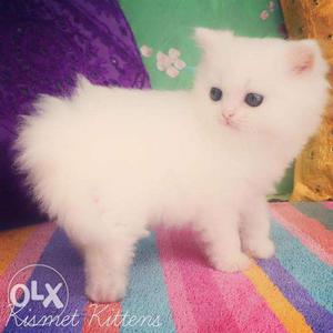 Doll face persion kitten for sale