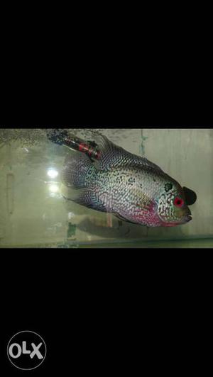 Egg laying and very active flowerhorn fish