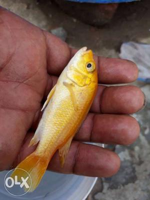 Electric yellow bannan chichlids for sell