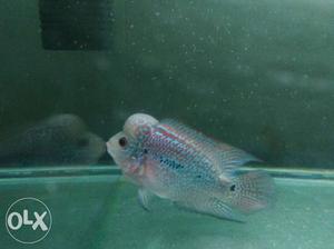 Excellent quality SRD Flowerhorn fish for sale at
