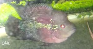 Exchange. wanted male flowerhorn