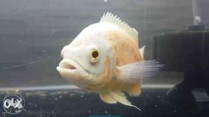 Fire red oscar of 5 inch for sale