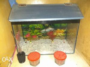 Fish Tank 5 Month Old With Cover + Filter +