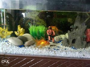 Fish Tank and stand with all accessories (fish medicine,