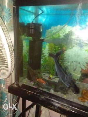 Fish Tank for sell it includes 10 Fish, stand and