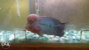 Flower Horn fish for sale. Pink head. Price