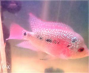 Flower horn fish baby for sale