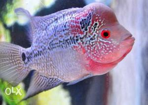 Flower horn male negotiation avail