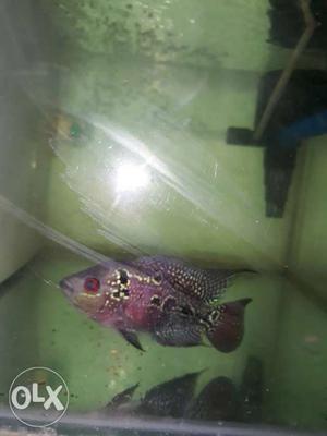 Flowerhorn Fish Sell 3 Inches