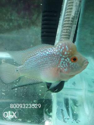 Flowerhorn baby 3.5 inch with head popped