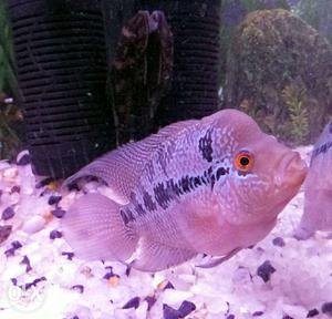 Flowerhorn fish available. size 6 inch.