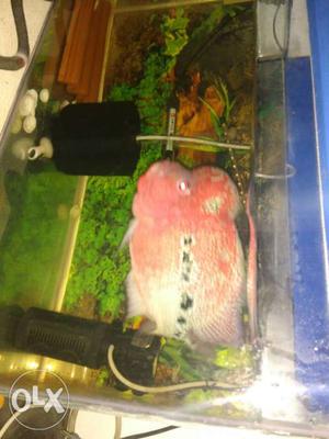 Flowerhorn for sale. 2 years old. Healthy & super