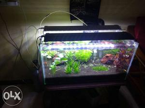 Full set planted tank..  rupees