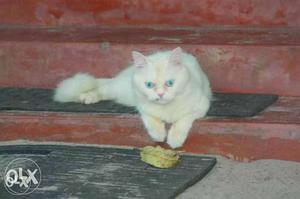 Full white cat male &fully Active mind
