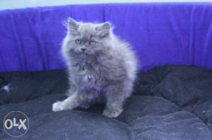 Fur Grey Cat kitten