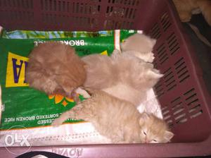 Fur Tan Kittens