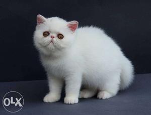 Golden eyes persion kitten for sale