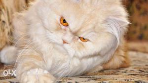 Golden eyes, punch face, long hair white persian cat cash on