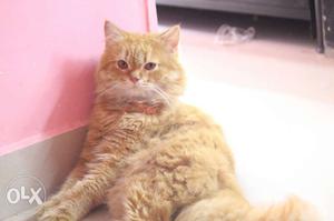 Golden pure Persian male cat for meeting Only