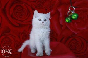 Good Quality Pure PERSIAN KITTEN Top Quality