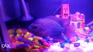 Good looking healthy Fish flowrone cheap price near