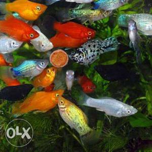 Good quality Molly fishes. (White,black,
