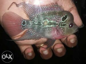 Green And Pink Flowerhorn Fish