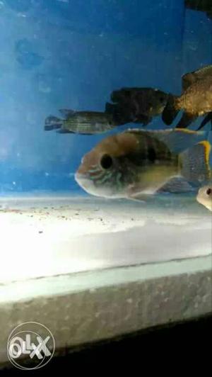 Green Terror Cichlid fish