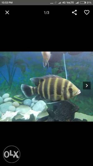 Grey And Beige Striped Pet Fish