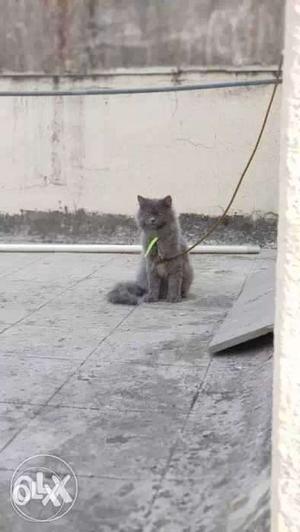 Grey Full Double Coated Persian Cat