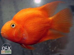 Heart shape hybrid fish colour red and yellow