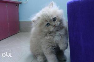 High breed persian kitten tripple furr coated
