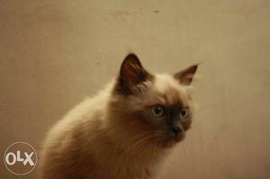 Himalayan and Persian kittens available