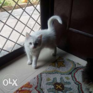 Home raised persian Kittens for genuine buyers
