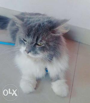 Hurry up urgnt sale Male persian cat of 9 months