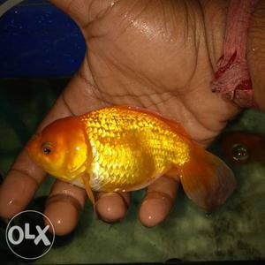 I want to sale orginal oranda gold fish big size