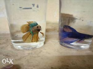 Importand betta fish florosm colors active fish per pice 250