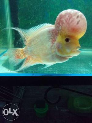 Imported Humpy Head Flowerhorn For Sale