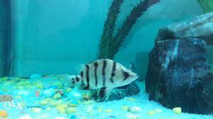 Indonesian fish 4 inch active and healthy