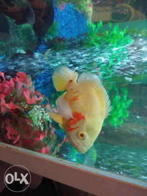 Large size Oscar Fish