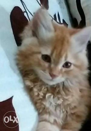 Long-fur Brown Tabby Kitten