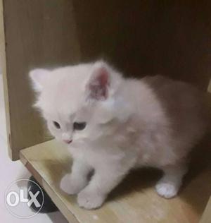 Long-fur White And Brown Kitten