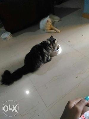 Male Cat Ready For Mating, Very Healthy, Strong,
