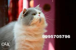 Male Persian Cat For Breeding..Contact Me
