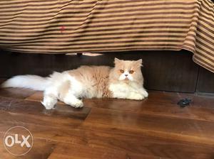 Male Persian Cat available for Mating