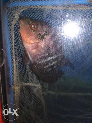 Male SRD Imported Flowerhorn.want to Sell..in a