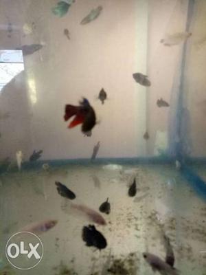 Male's and female"s fighters for sale pair 120