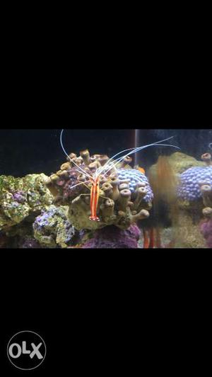 Marine fish.. Snow flake clown Cleaner shrimp